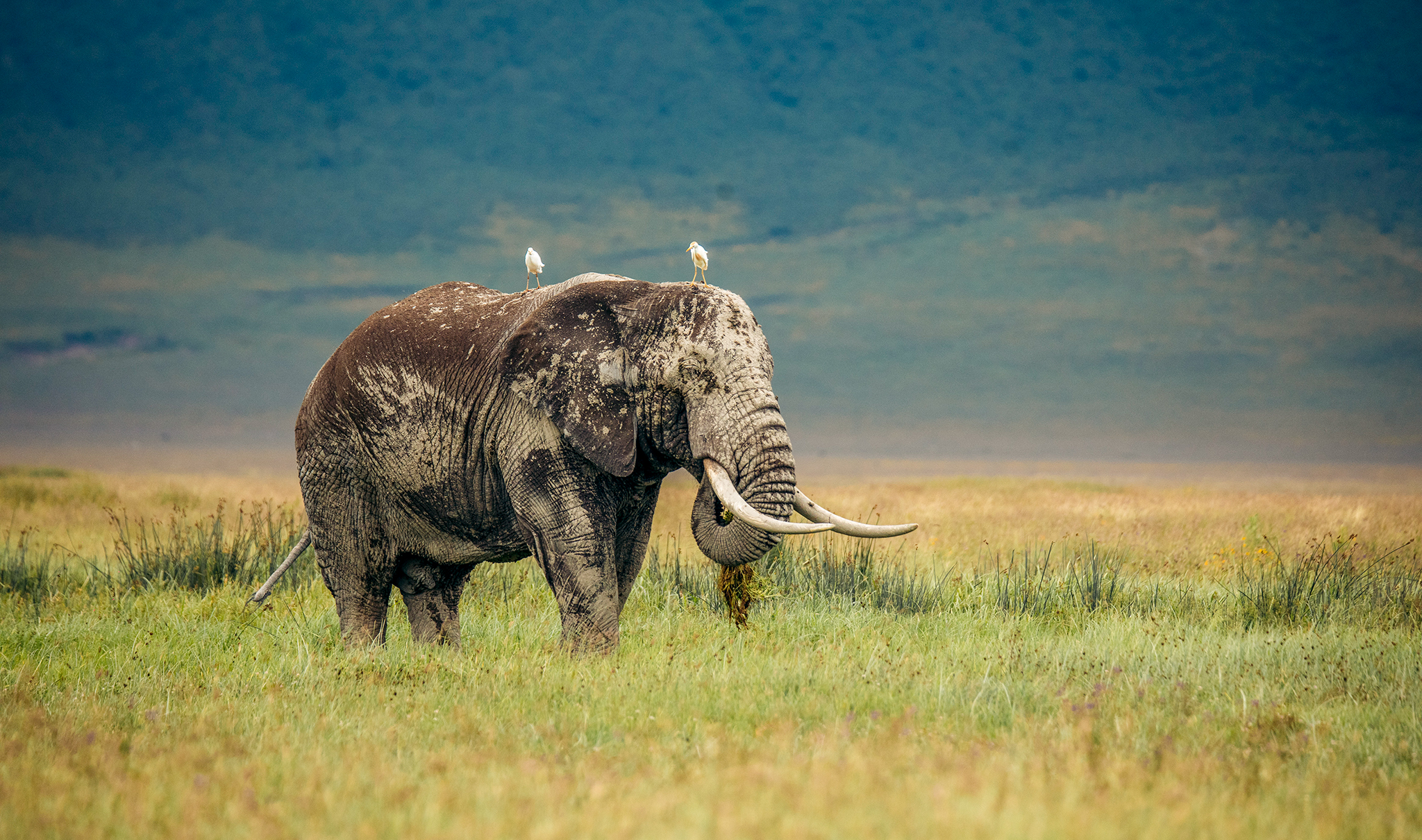Day 10: Serengeti & Ngorongoro Highlands - Zanzibar Package Day 10 - Chipmunk Expeditions